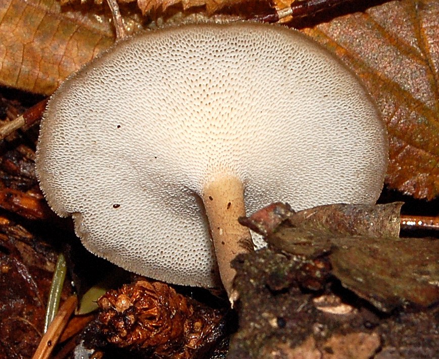 Polyporus brumalis?